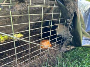 Wildlife Removal Burtchville Township